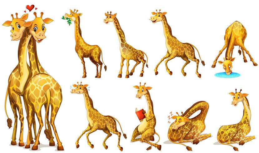 Posições diferentes de girafas vetor