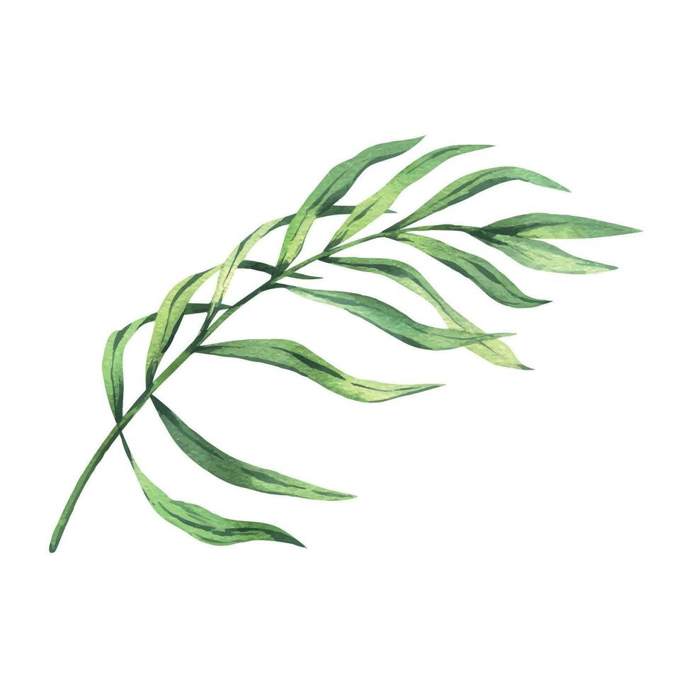 tropical coco Palma folhas brilhante suculento verde. mão desenhado aguarela botânico ilustração. isolado elemento em uma branco fundo. vetor eps