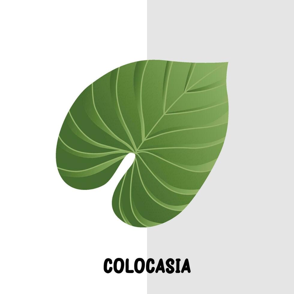 tropical folha vetor colocasia plantar