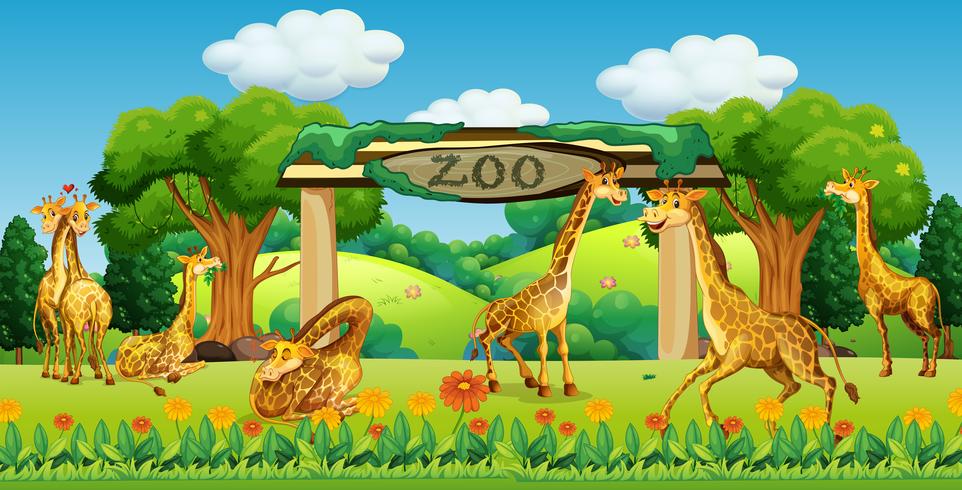 Uma família de girafas no zoológico vetor