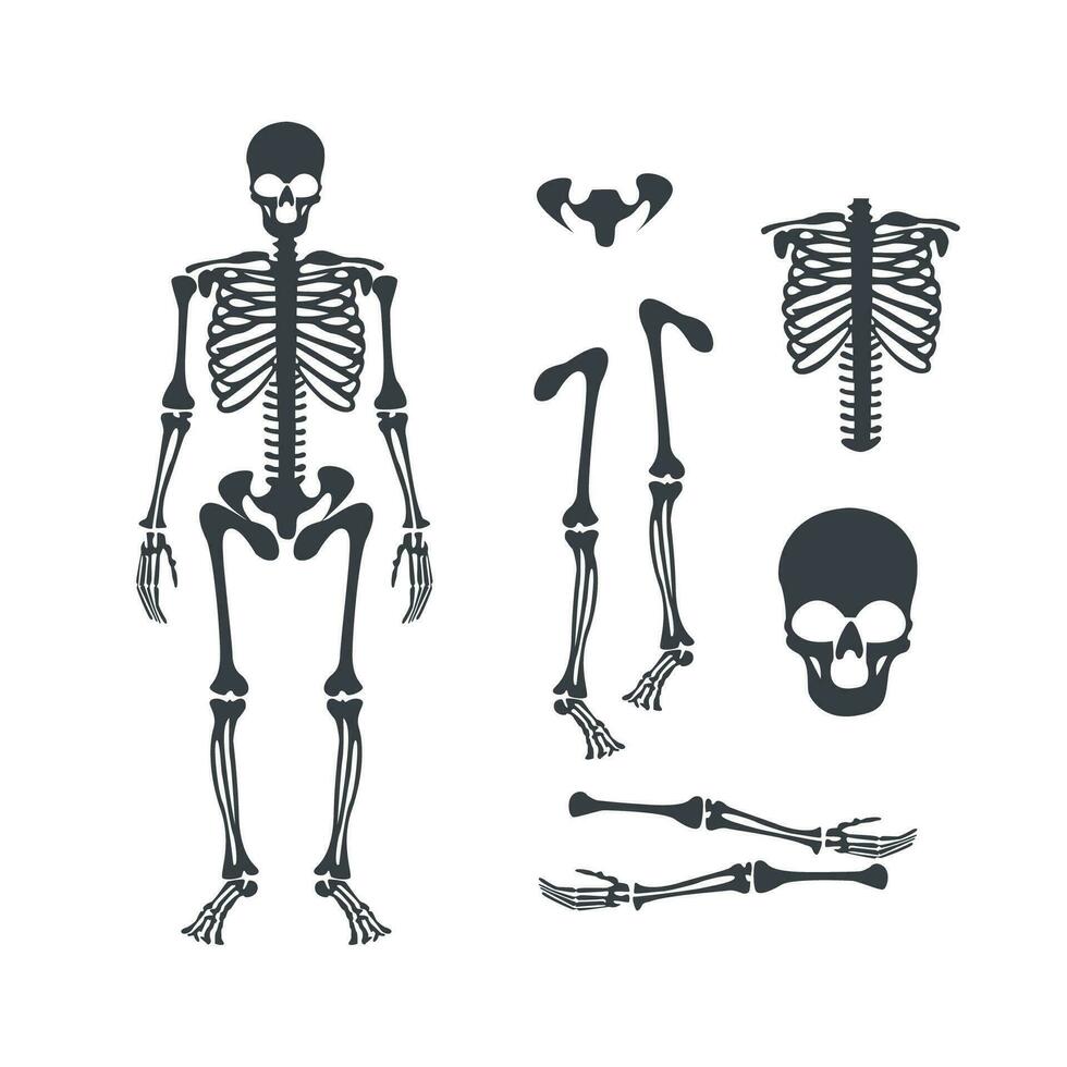 humano esqueleto silhueta e esqueleto parte conjunto ilustração vetor