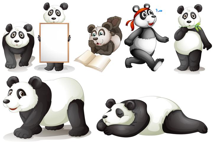 Sete pandas vetor