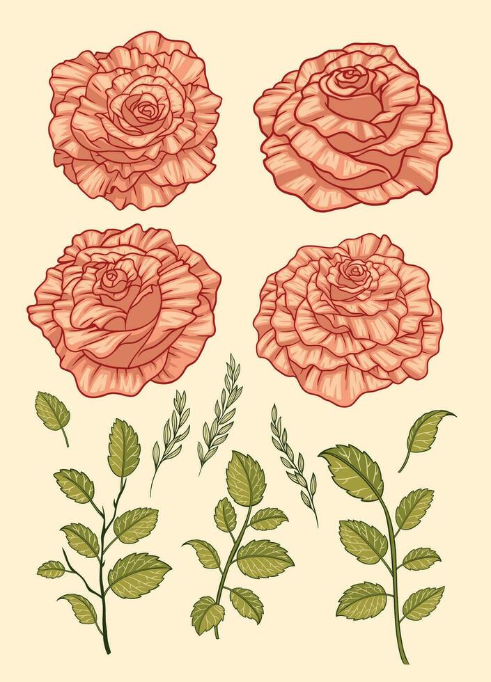 Rosa rosas elemento coleção conjunto com folhas vetor