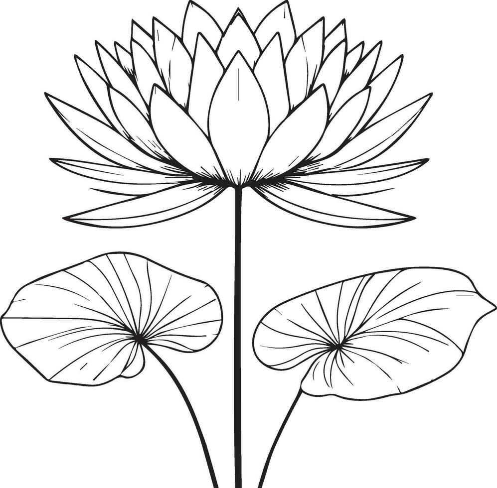 esboço água lírio desenho, esboço água lírio flor desenho, Preto e branco água lírio desenho, esboço água lírio desenho, mão desenhado esboço água lírio desenho, lírio almofada água lírio desenhando tatuagem vetor