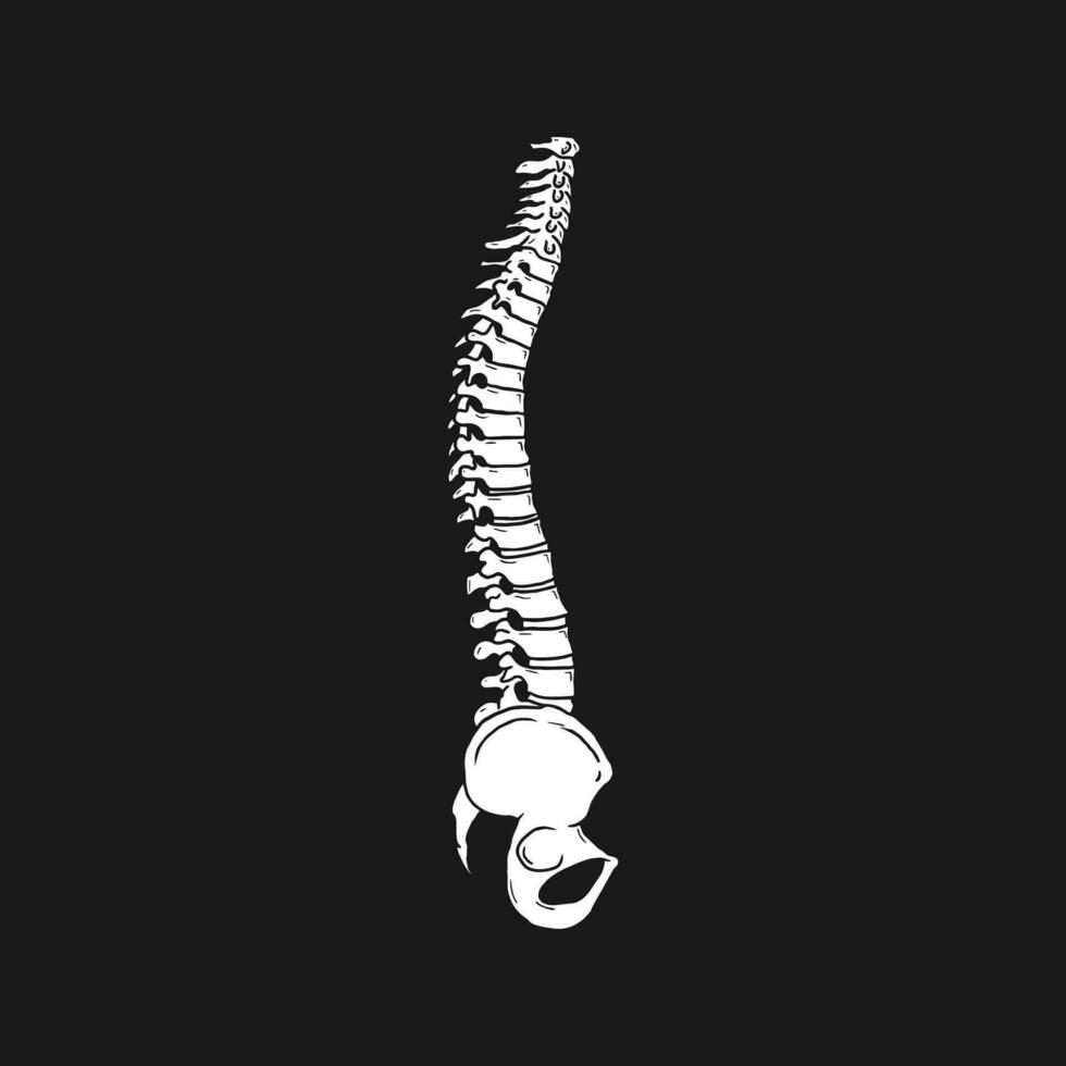 humano coluna vertebral osso vetor ilustração Projeto