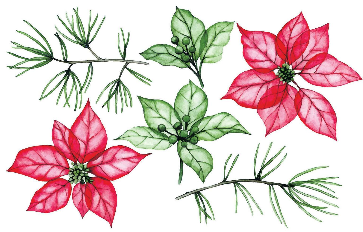 aguarela desenho, conjunto do Natal plantas com transparente flores, raio X. poinsétia flores, azevinho folhas e abeto galhos. inverno decoração para Novo ano, Natal vetor