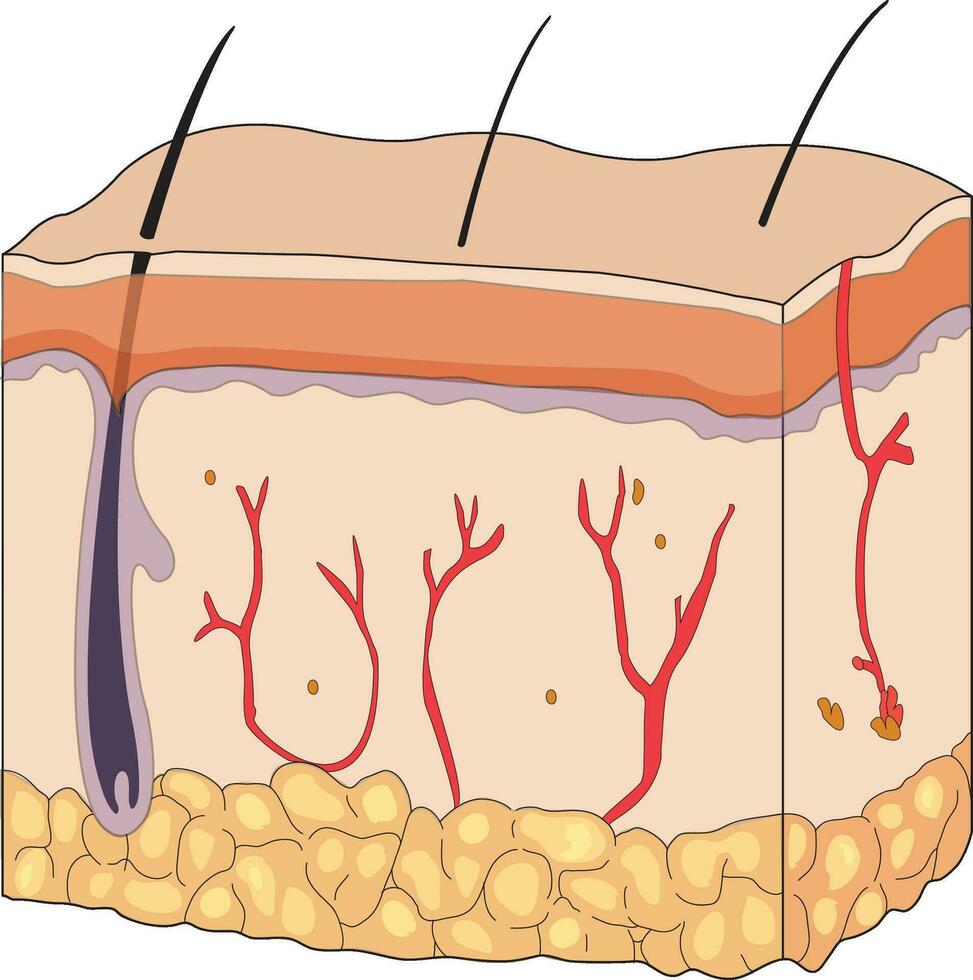 camadas e estrutura do pele vetor