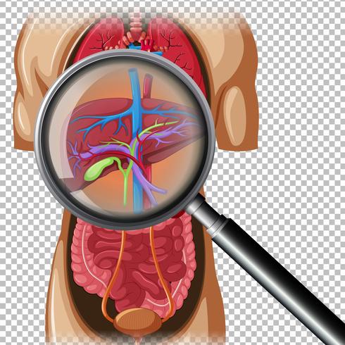 Anatomia humana do fígado vetor