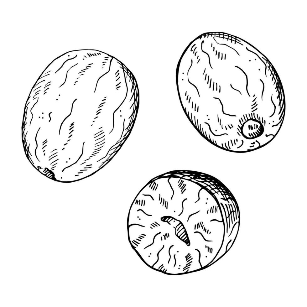 noz-moscada esboço gravado mão desenhado vetor ilustração em isolado fundo. desenhando maça plantar, picante noz. Projeto elemento para culinária, medicamento, perfumaria. para logotipo, rótulo, imprimir, papel, cartão