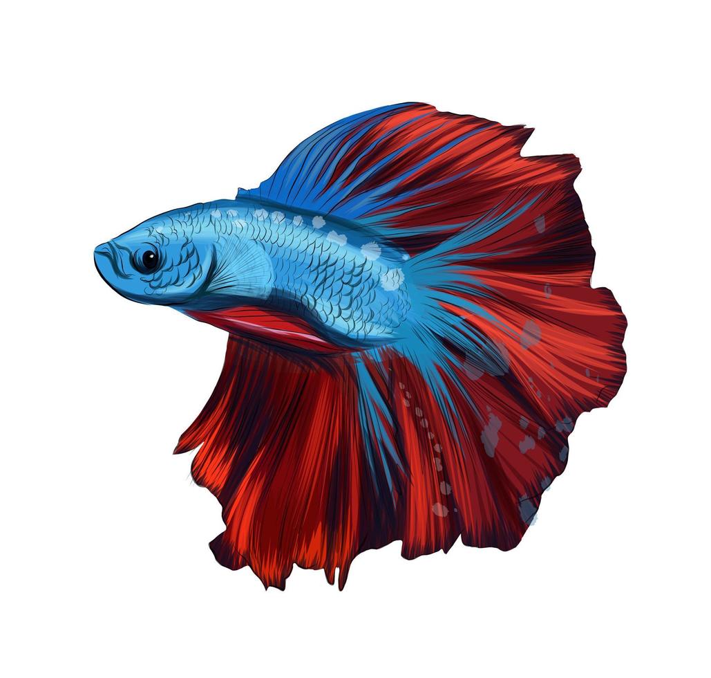 galo de peixe, betta de galo siamês lutador de peixe de tintas multicoloridas. respingo de aquarela, desenho colorido, realista. ilustração vetorial de tintas vetor