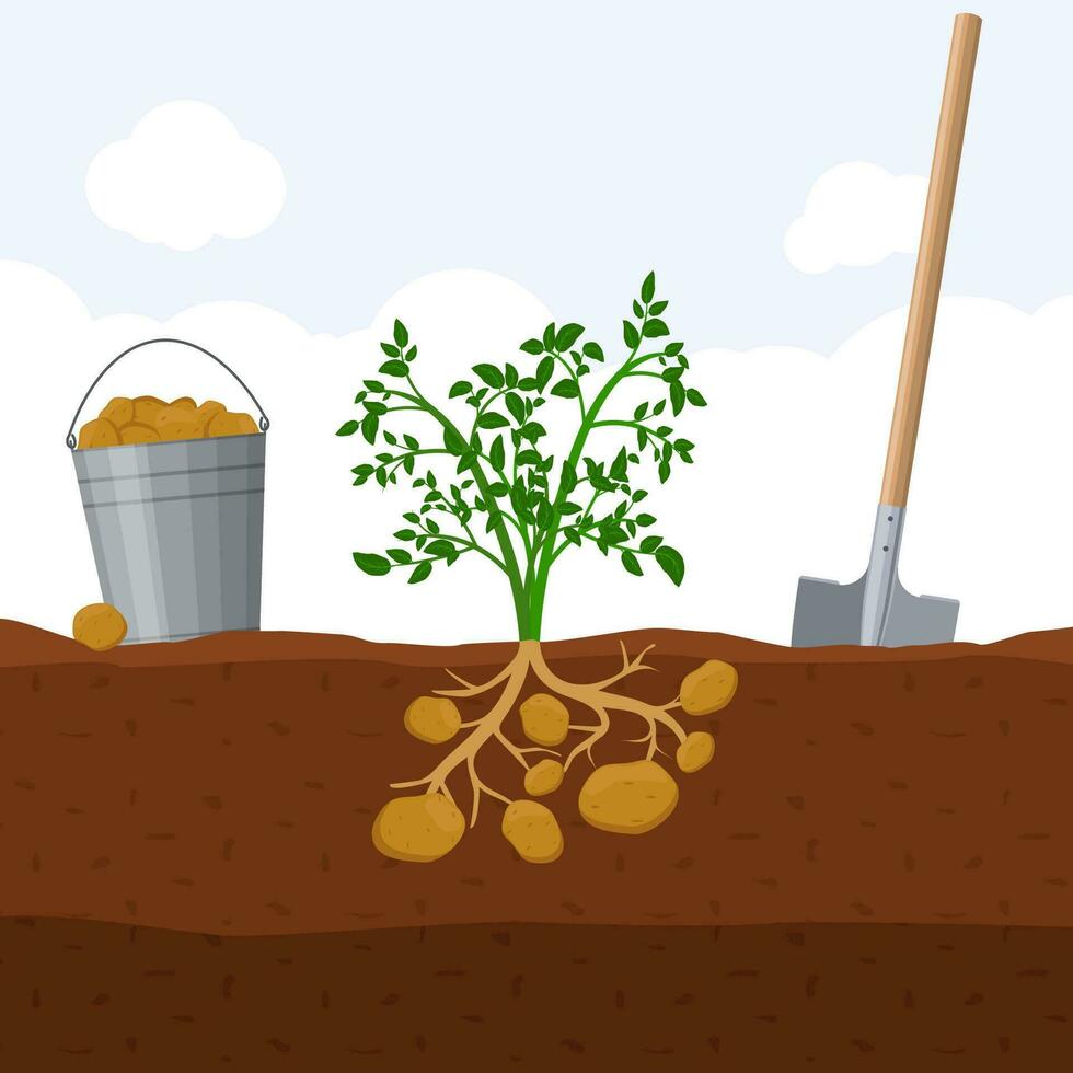 colheita batatas, balde e pá. escavação batata conceito. fresco orgânico vegetal jardim plantar crescendo subterrâneo, vetor ilustração.