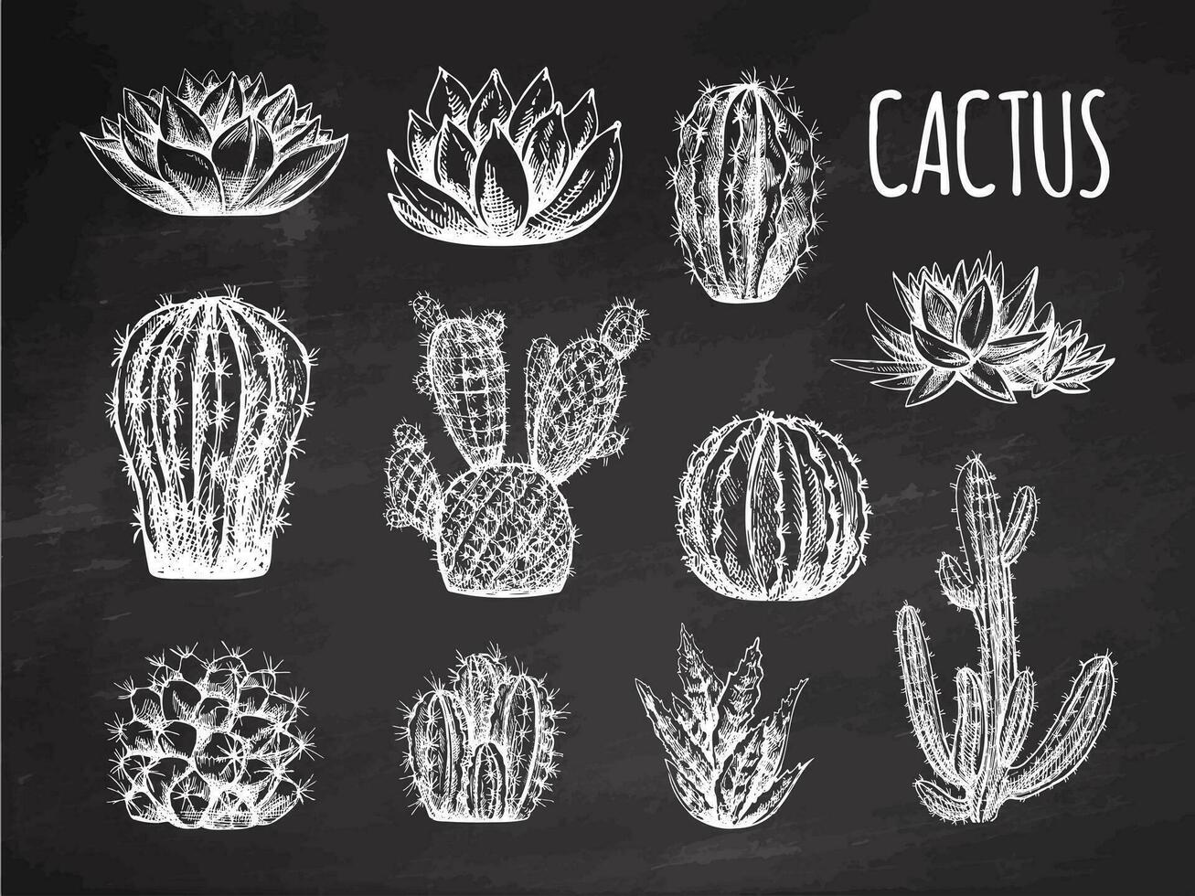 vetor mão desenhado esboços do cactos e suculento plantas em quadro-negro fundo. vintage ilustração do mexicano plantas. elementos para a Projeto do rótulos. monocromático desenho.