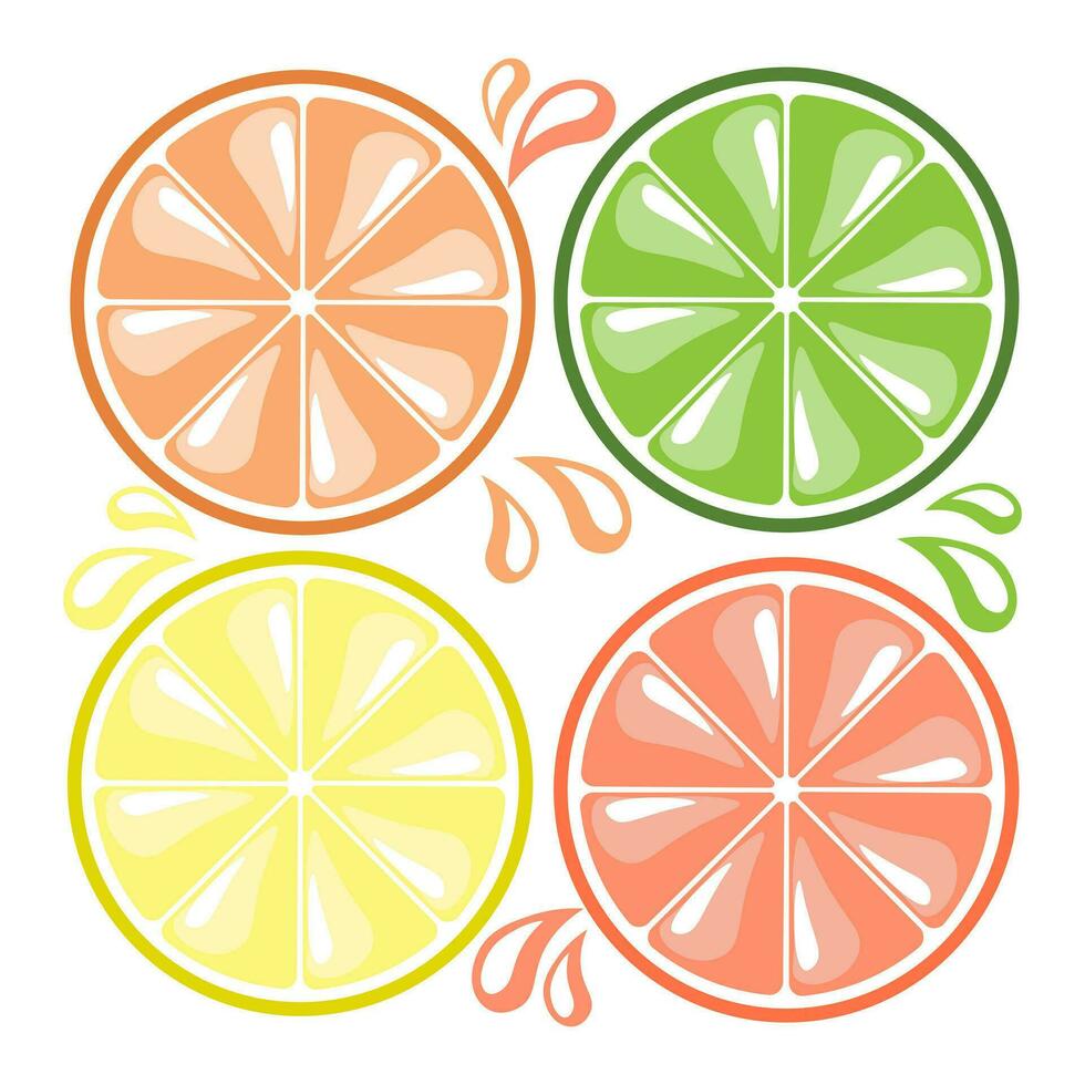 definir, fatias do citrino limões, laranjas, toranjas e limas com suco gotas. decoração elementos, ícones, vetor