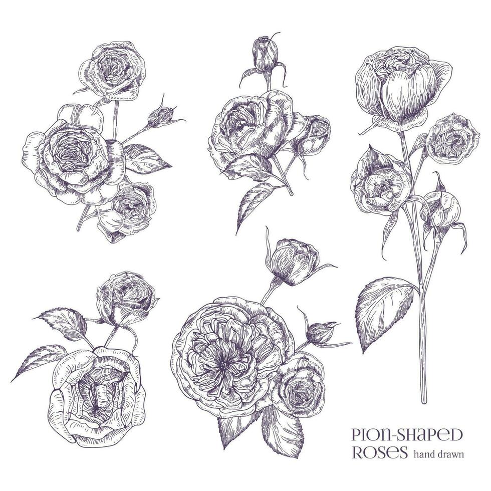 em forma de píon rosa isolado ilustração. plantar, flores, folhas, mão desenhado definir. Preto e branco vetor ilustração coleção.