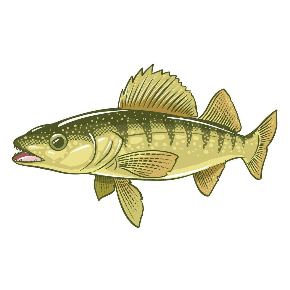 walleye, pickerel ou amarelo pique. água fresca peixe. vetor