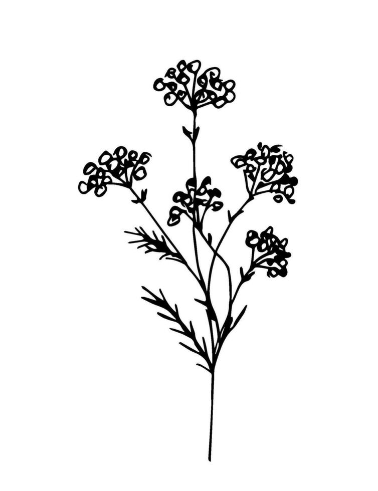 desenhado à mão Preto esboço vetor desenho. flores silvestres filial, absinto, selvagem grama, erva daninha isolado em uma branco fundo.