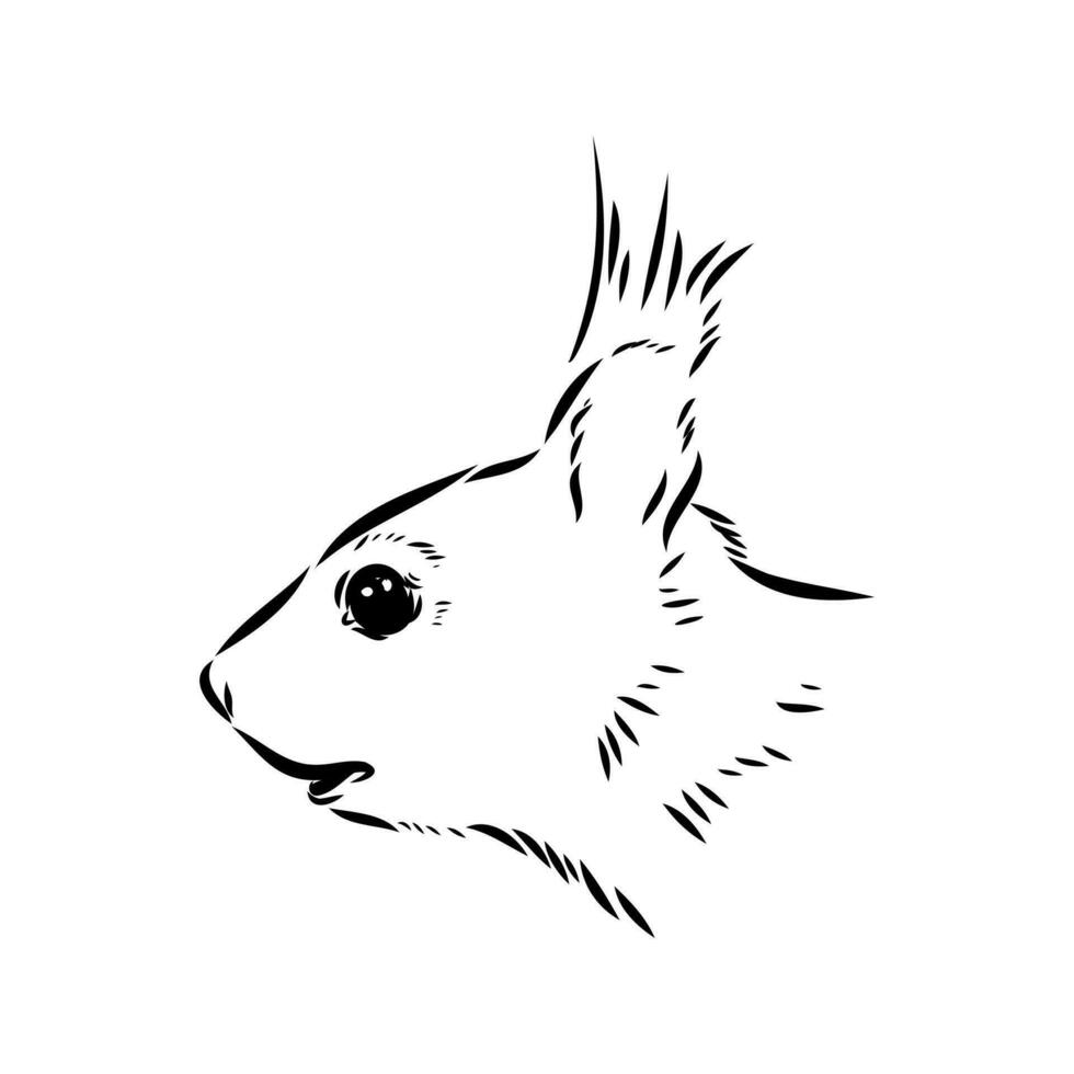 desenho vetorial de esquilo vetor
