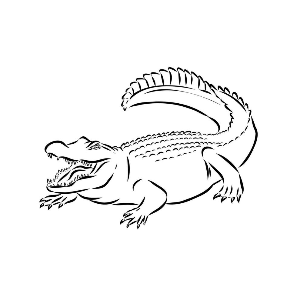 desenho vetorial de crocodilo vetor