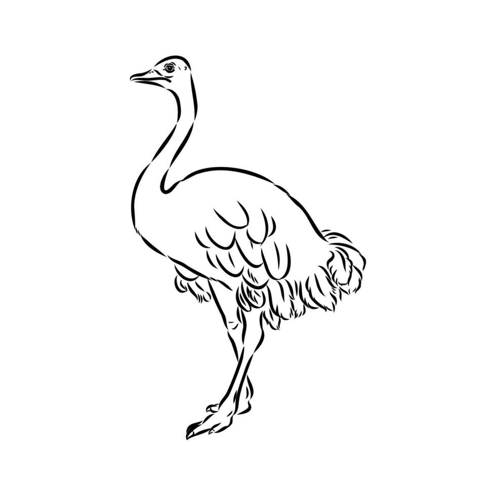 desenho vetorial de avestruz vetor