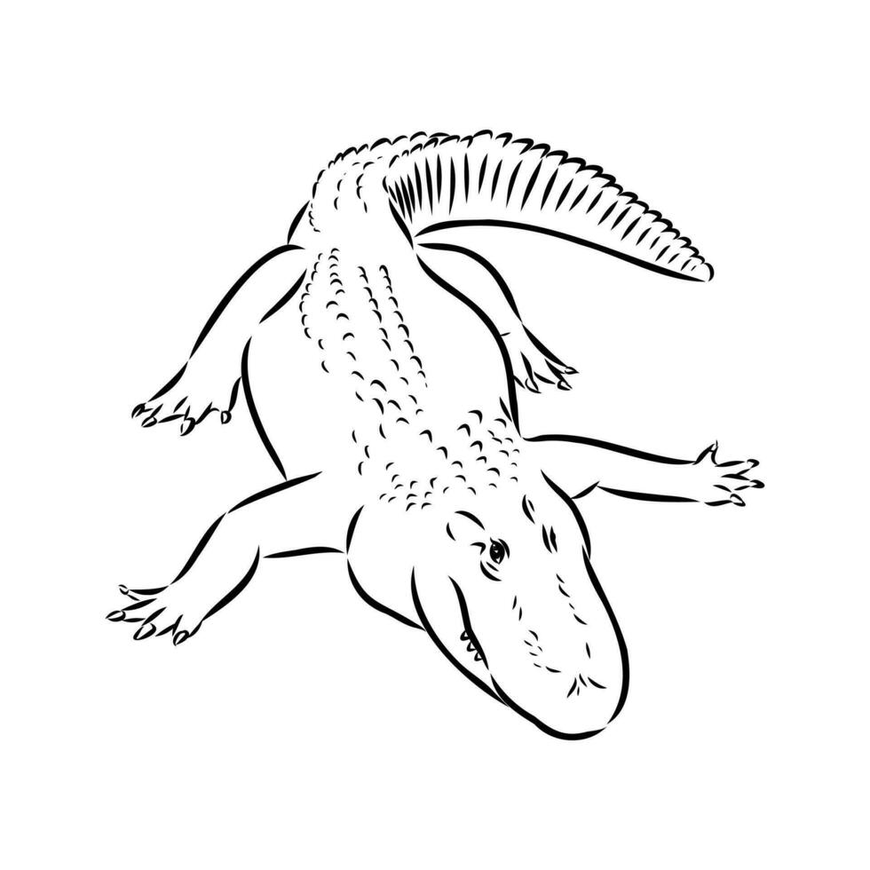 desenho vetorial de crocodilo vetor