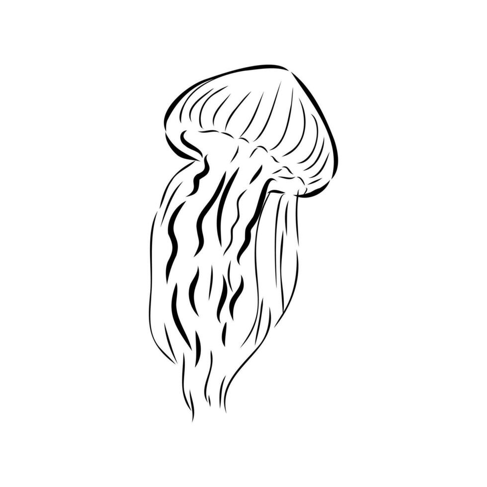 medusa vetor esboço