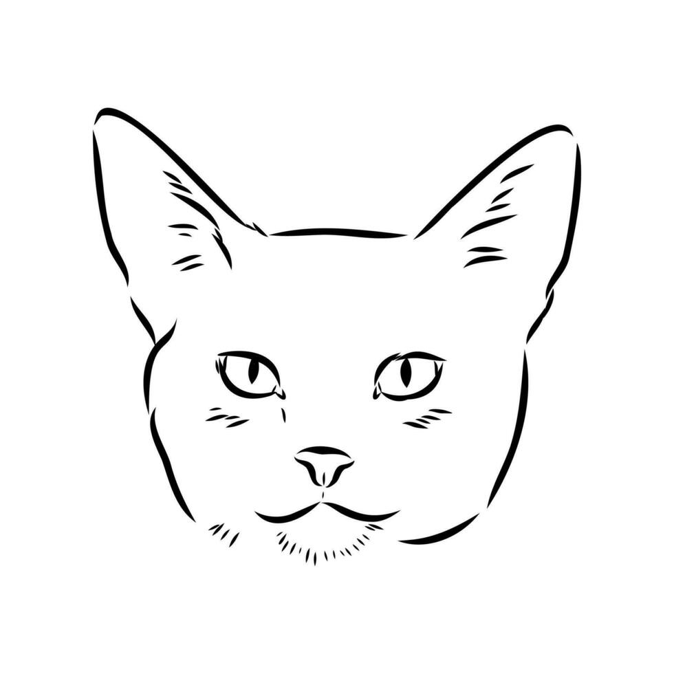 desenho vetorial de gato vetor