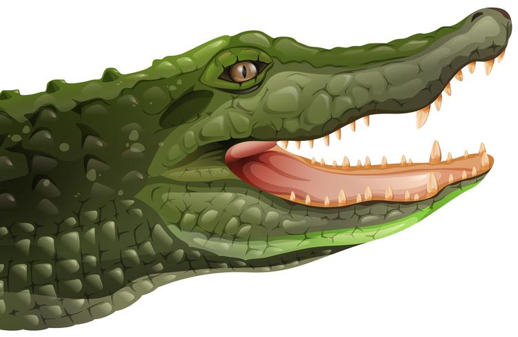 Um crocodilo vetor