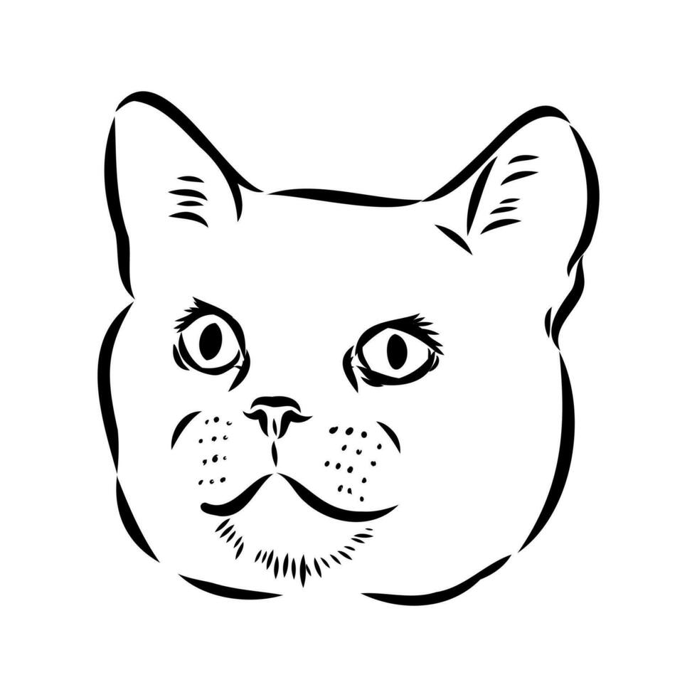 desenho vetorial de gato vetor