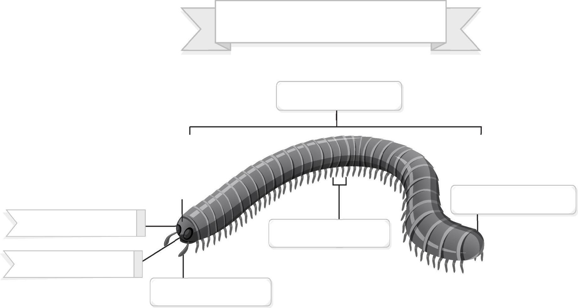 anatomia externa da planilha milípede vetor