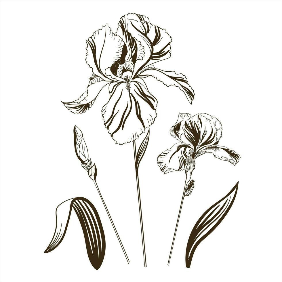 vetor ilustração do a íris flor