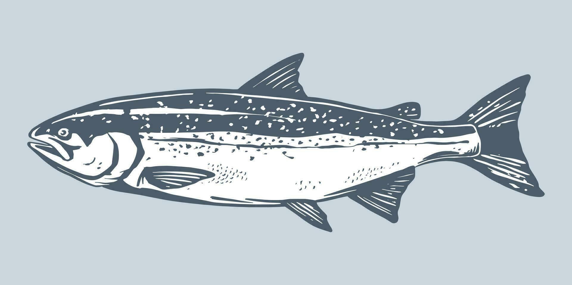 salmão peixe retro linha tinta esboço. azul mão desenhado vetor ilustração do peixe isolado em branco fundo.