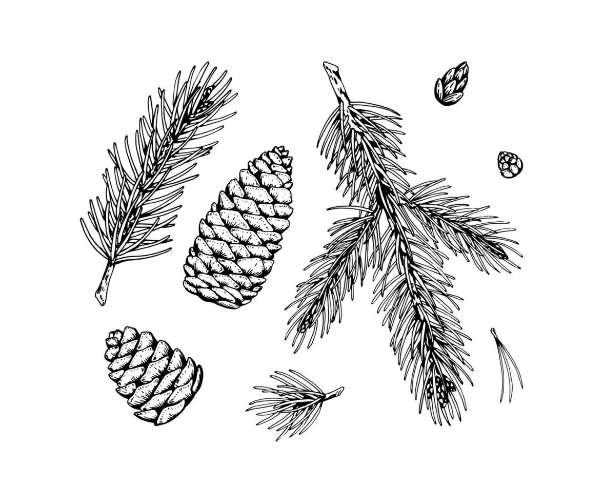 conjunto de elementos de decoração de árvore do abeto em estilo de desenho isolado no fundo branco. ilustração vetorial de ramos e cones de pinheiro decoração de natal e ano novo vetor