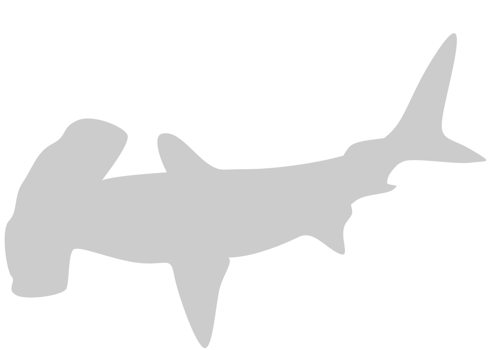 Tubarão martelo vetor
