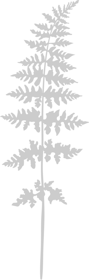 ilustração botânica vetor