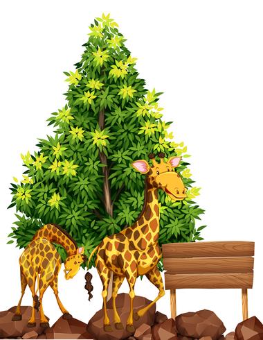 Duas girafas pela placa de madeira vetor
