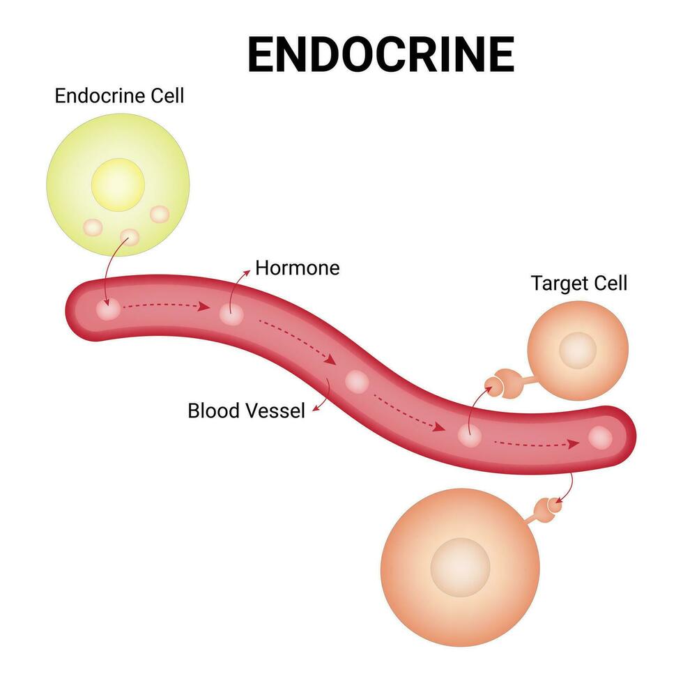 endócrino Ciência Projeto vetor ilustração diagrama
