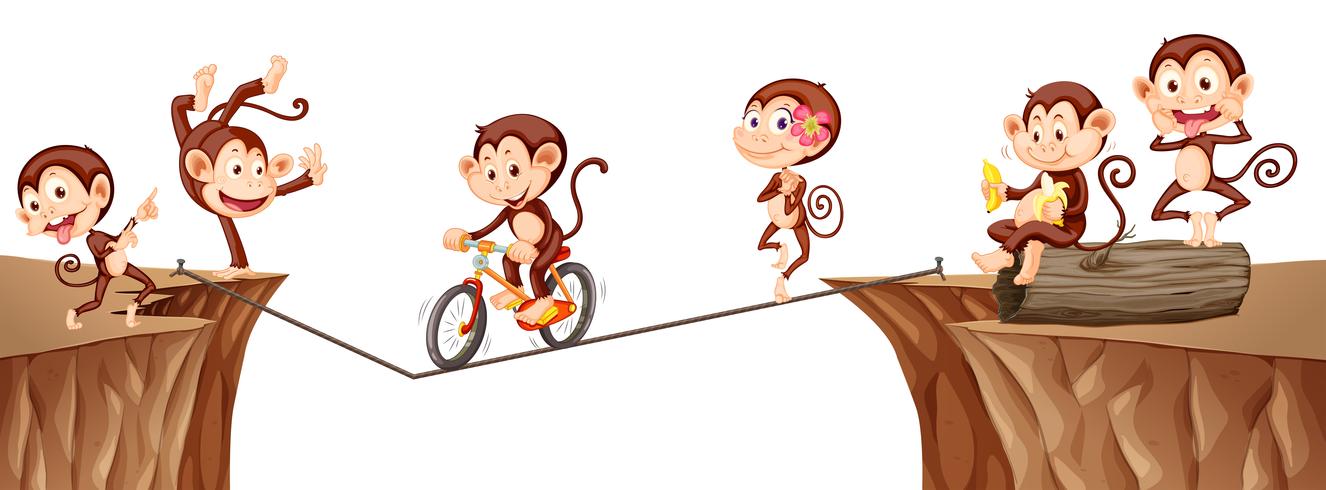 Macacos brincando na corda vetor