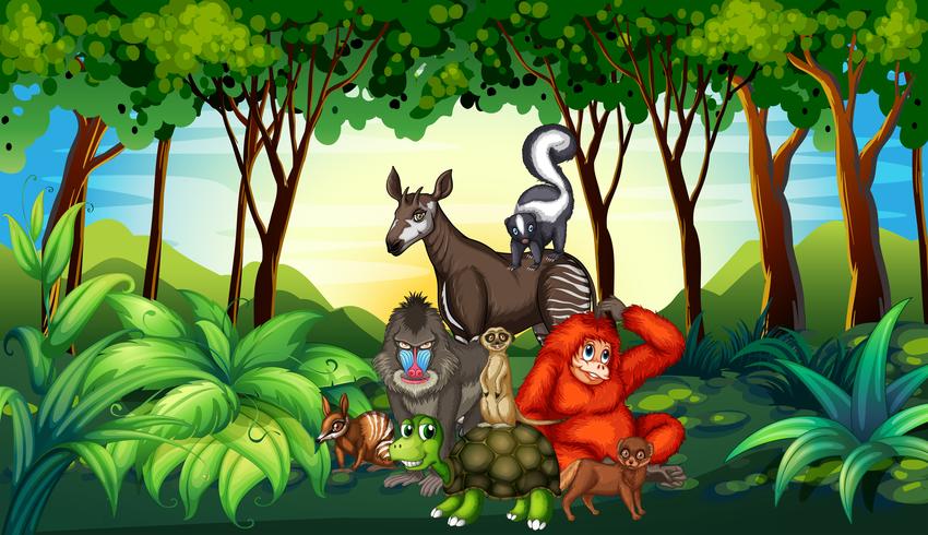 Vários tipos de animais selvagens que vivem na floresta vetor