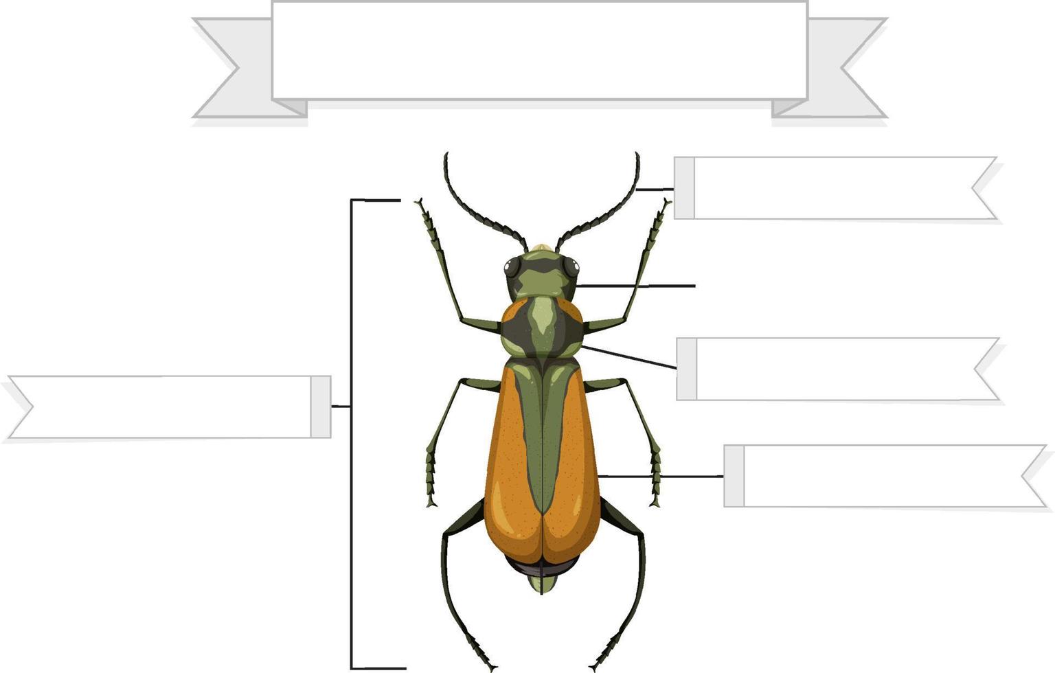 anatomia externa de uma planilha de braquino vetor