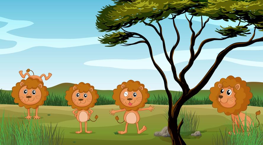 Quatro leões no campo vetor