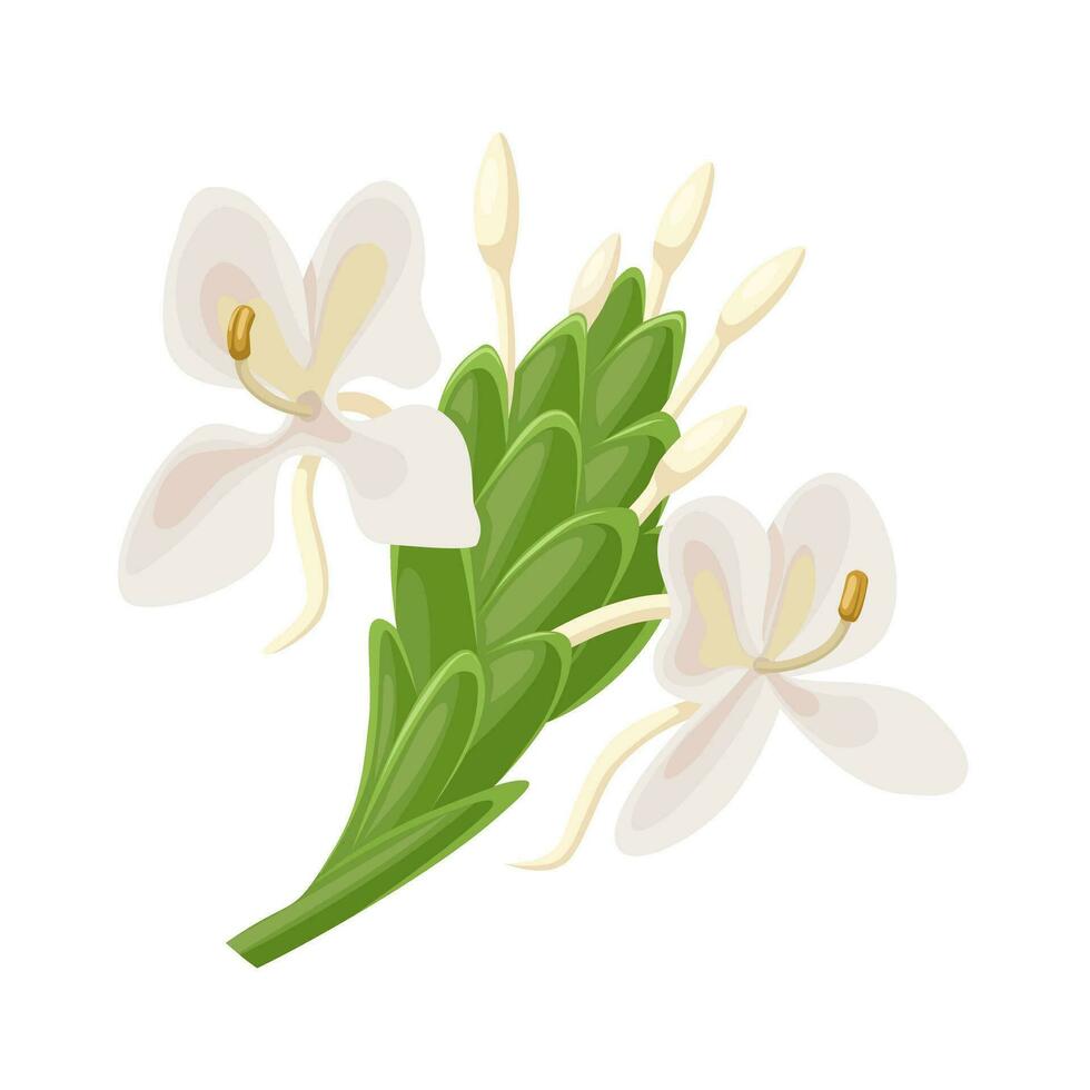 vetor ilustração, hedychium coronário, branco guirlanda-lírio, ou branco gengibre lírio, isolado em branco fundo.