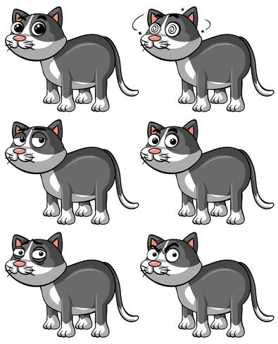 Gato cinzento com diferentes expressões faciais vetor