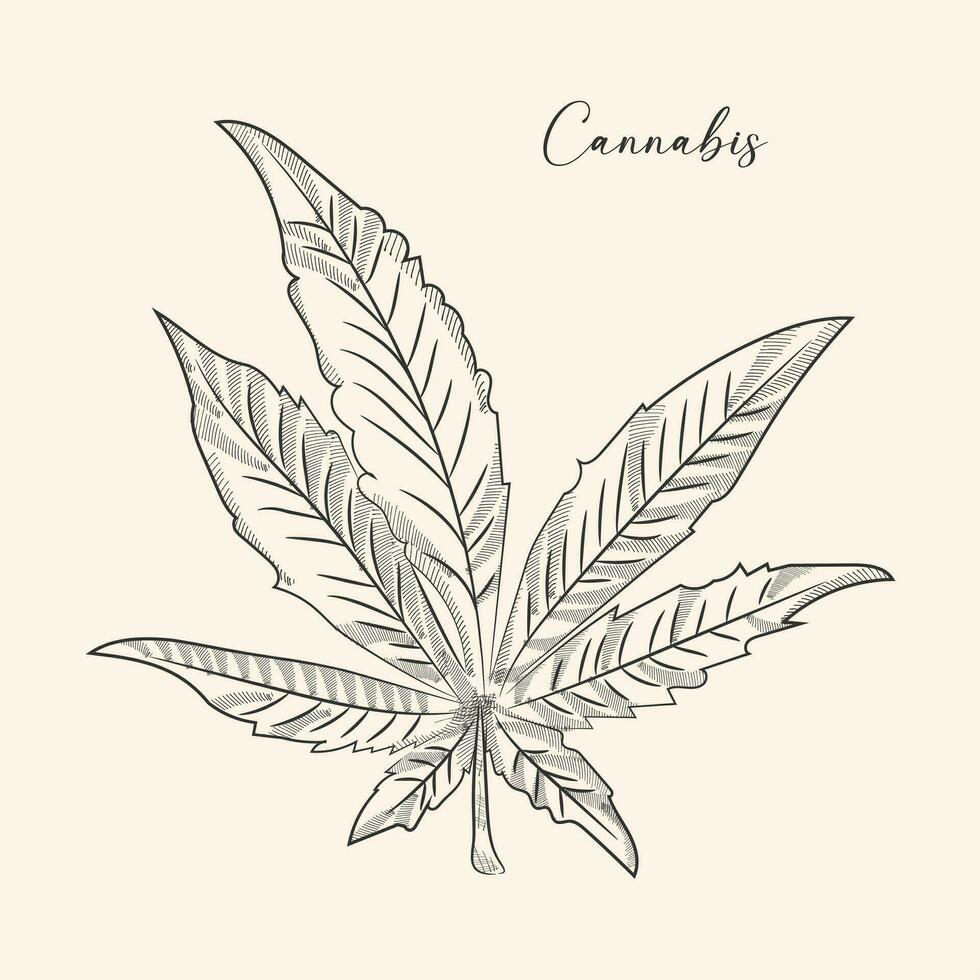 cannabis indica folha mão desenhar vintage gravação estilo Preto e branco grampo arte isolado em branco fundo, cannabis indica folha botânico para Educação vetor