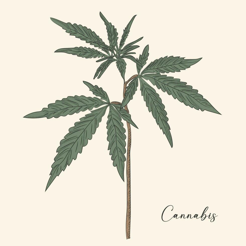 mão desenhado maconha. folhas e botões. cannabis brotos isolado. modelo para seu Projeto funciona. gravado estilo vetor ilustração.