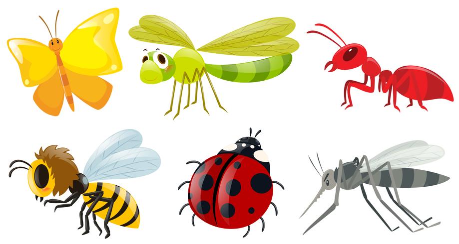 Diferentes tipos de insetos vetor