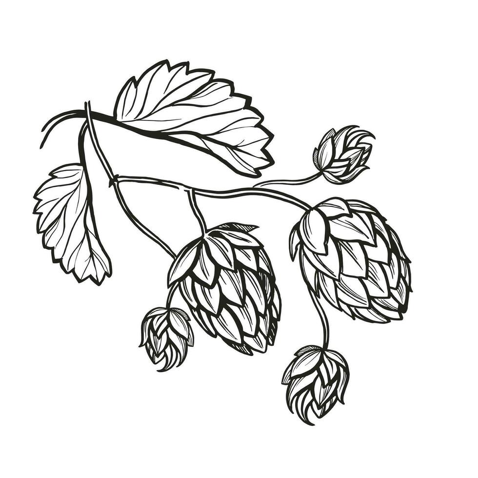 mão desenhado vetor esboço do pulo plantar com folhas e botões, construir Cerveja ingredientes, Preto e branco ilustração do ramo húmulus lúpulo, coberto ilustração isolado em branco fundo