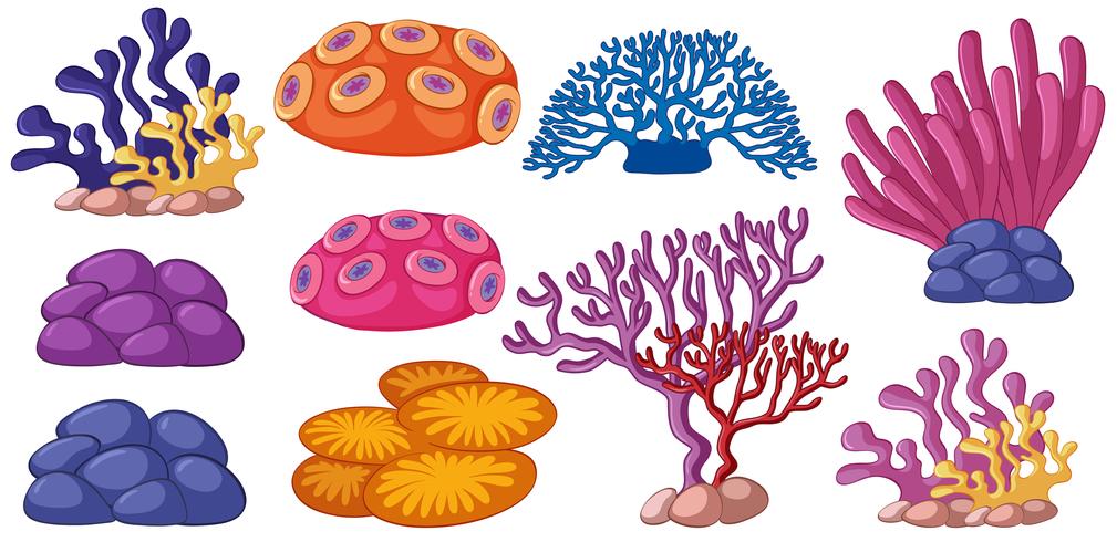 Diferentes tipos de recifes de corais vetor