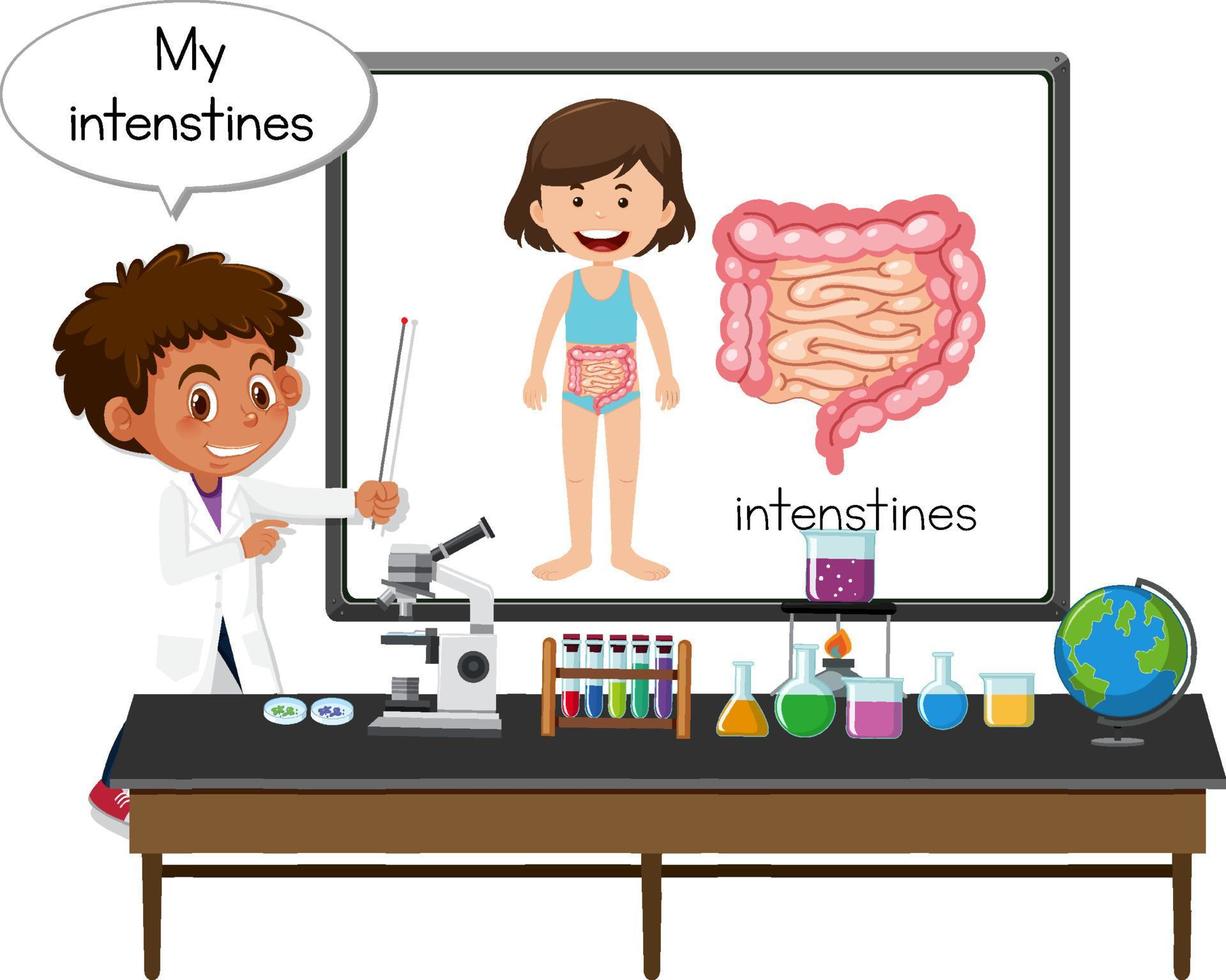 jovem médico explicando órgão do intestino vetor