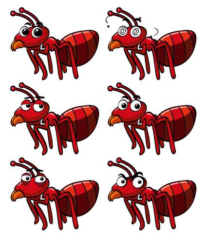 Formiga vermelha com diferentes expressões faciais vetor