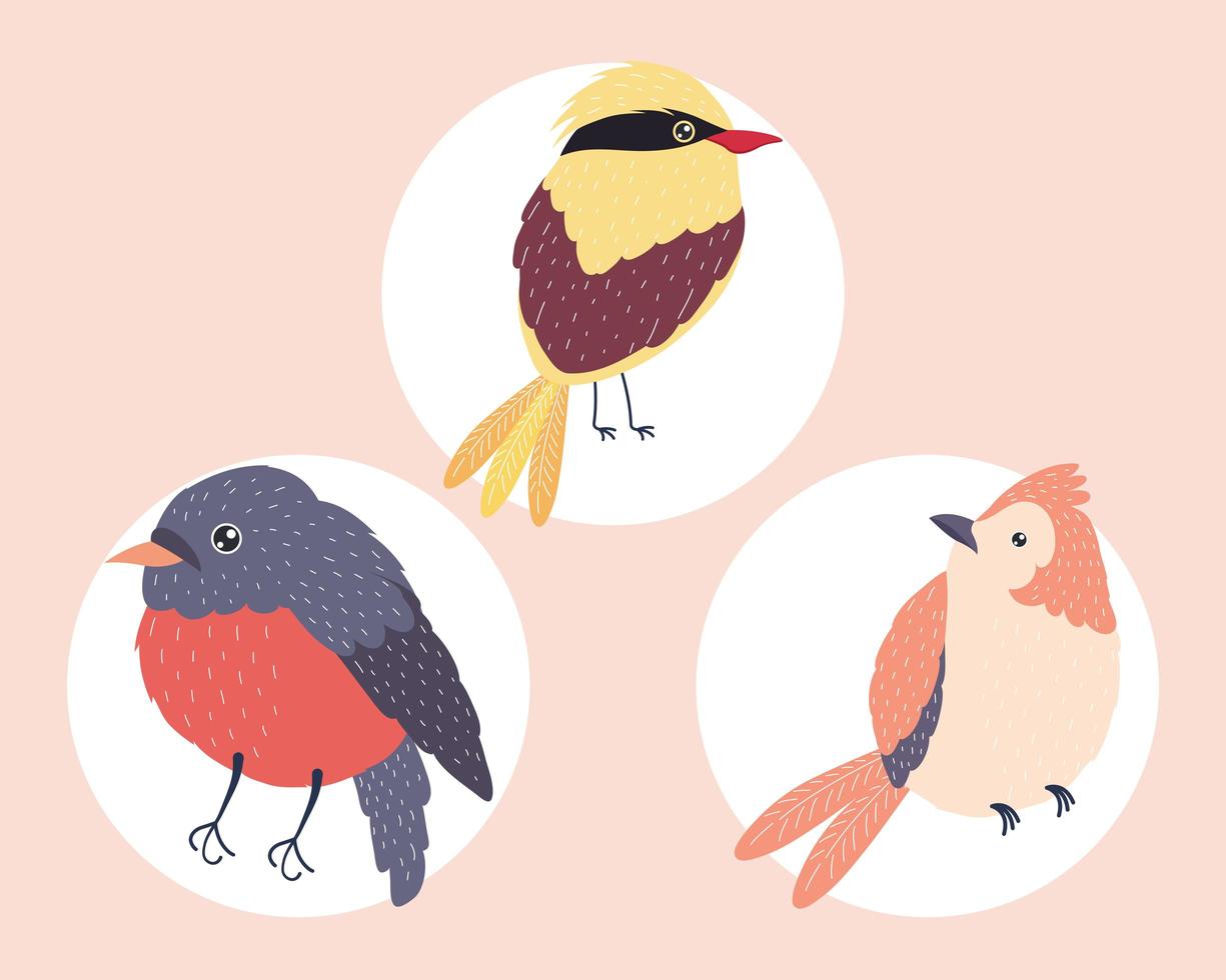 três espécies de pássaros vetor
